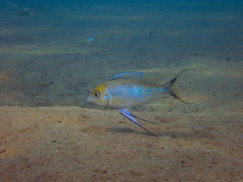 Cyathopharynx furcifer 'Kalambo Lodge'